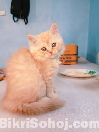Persian cat